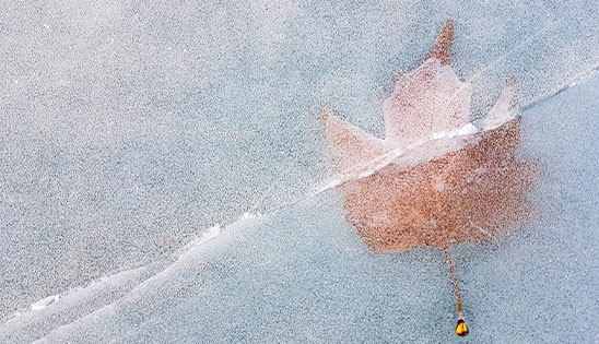 maple leaf under ice